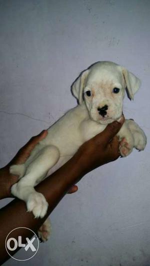 White boxer female puppy available