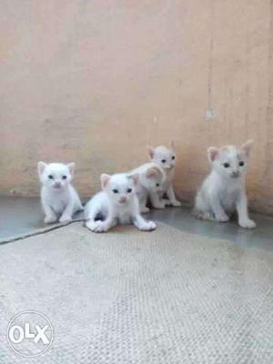 White cat kitten buy fast beautiful pets