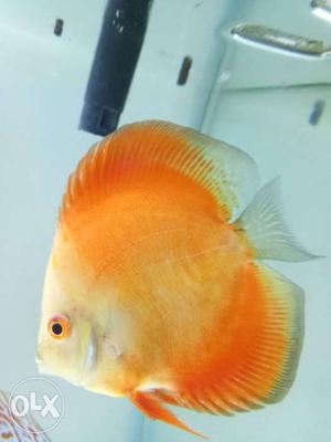 White face red Melon discus 3.5 inches Healty and very
