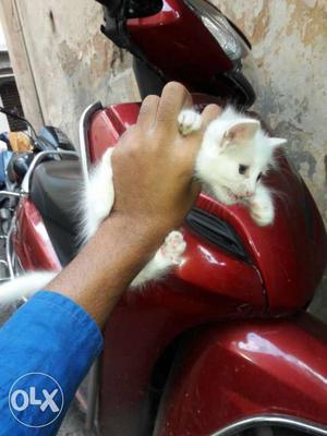 White kitten for sell active haldhy toilet trained