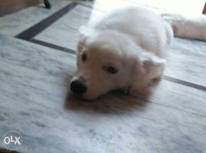 White pomeranian male dog of 10 months
