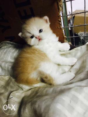 Yellow And White Long Fur Kitten