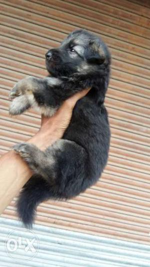 Yellow German Shepherd Puppy available Dubal cot Age 27 Din