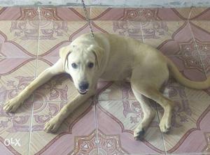 Yellow Labrador Retriever Puppy