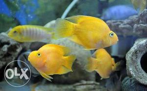 Yellow parroot fish 550 R's pair