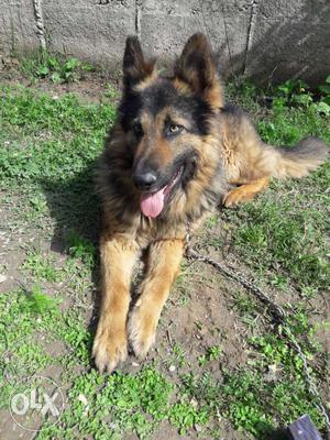 Young double coated 18 months old german shepherd