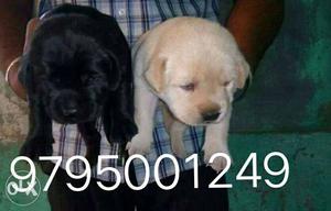 Zzz black and golden color Labrador puppy r sell