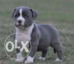 -dog-kennel-Black And White American Pit Bull