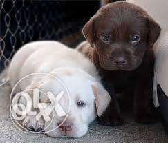 (kci lab..)chocolate n white pups
