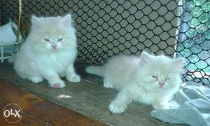 ;noida;persian cat kitten for sale in ncr