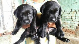 ooo Labrador pup sale