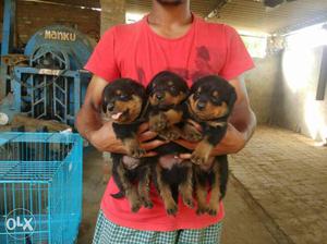 show quality Rottweiler male and female puppy
