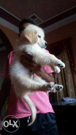 58 days old Show Quality Golden Retriever Pup for