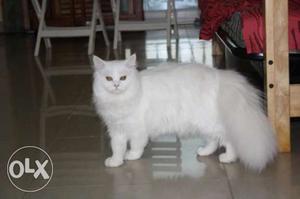 1 ear old Persian kittens for sale, High quality breed