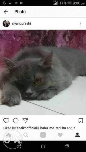 1 year old grey colour Persian cat
