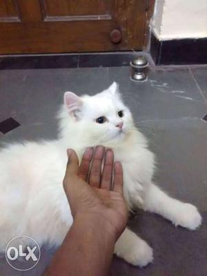 12 months old pure female persian heavy bone