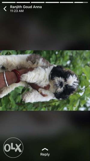 2 White Brown-and-black Shih Tzu Puppies