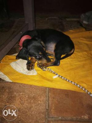 2 months old dachshund pure breed famale dog