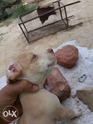 2 pittbull female pup top quality full hot sale ja