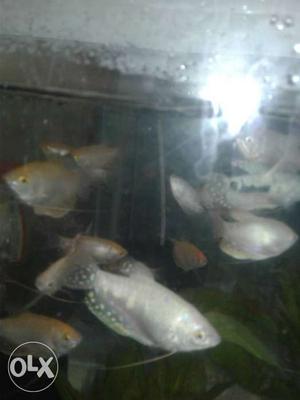 20 nos gourami fishes for sale at 15 per fish.
