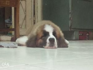 2months old Saint bernard puppy available for