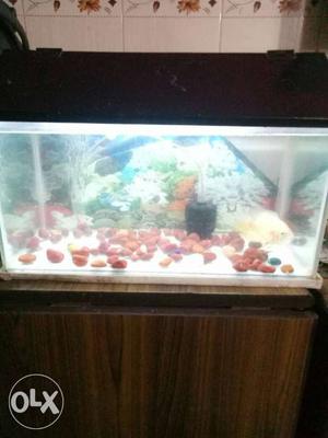 2x1x1 fish tank with oscar little crack line back side but