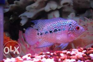 3" Flowerhorn fish. Super growth and super