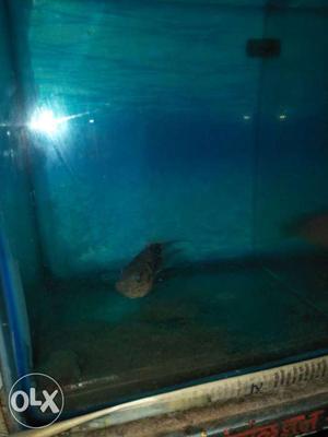 3 month florin and payret fish