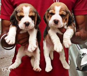 35 days old best quality beagle pups available