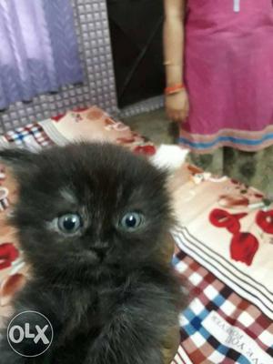 40 days Black Persian Kitten