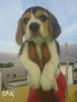 41 day beagle puppy female without certificate