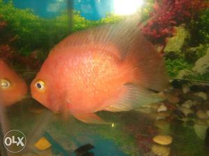 6 inch parot fish white and radish shaded colour
