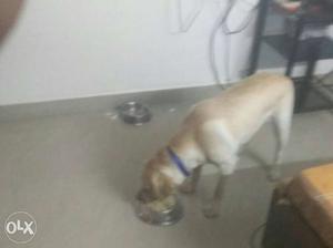 6 months old female Labrador. Fully vaccinated,
