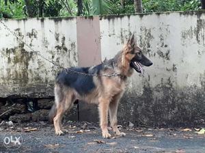 8 month old puppy long hair GSD