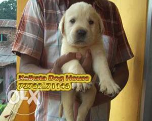 All Types Of Show specimens Dogs Available ~ KOLKATA DOG