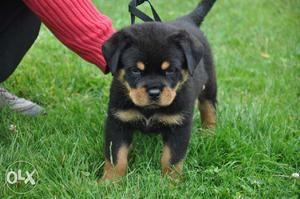 All breed Heavy Bone male female Puppies Available