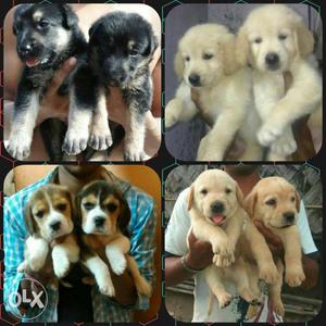 All types of show quality puppies available.