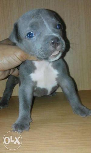 Am bully pups for sale