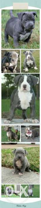 American Pitbull { Blue Color With Blue Eyes} Pup Sale In
