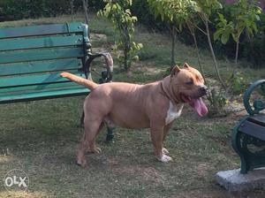 American bully Puppy Available Sell Top Quality
