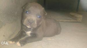 American bully Puppy sell top Quality Puppy sell
