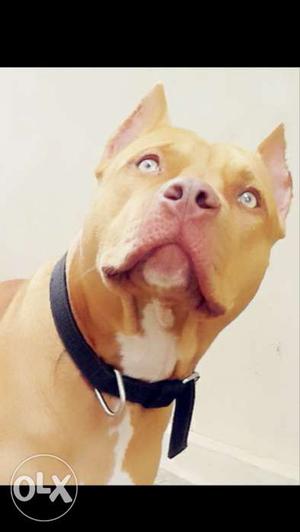 American pit bull terrier(Red nose) proven Male