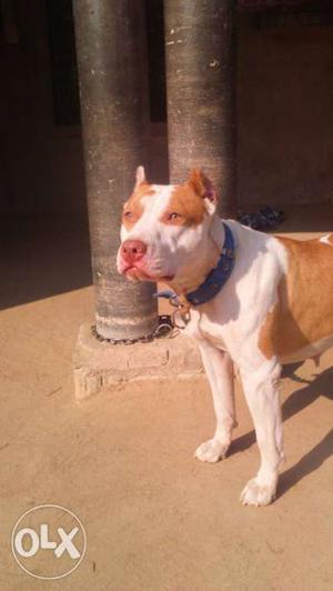 Amrican pittbull pup male for sale age.. 45 day