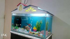 Aquarium with seven fishes