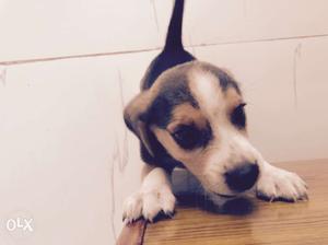 Beagle for sale colour-tri colour 50 days old. With one