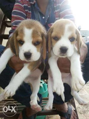 Beagle heavy size puppies pair 28k