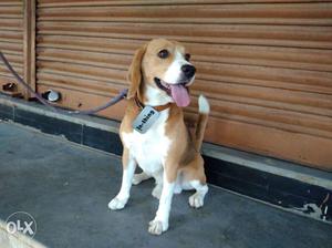 Beagle male dog for crossing (mating)