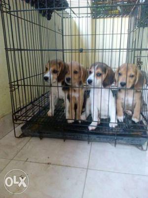 Beagle puppies without marking