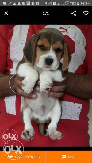 Beagle puppy male 45 days old available