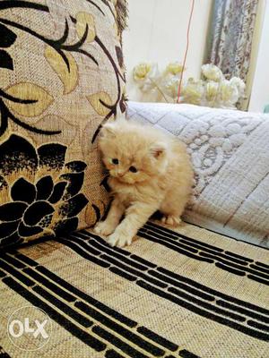 Beautiful Male Persian, 1 and a half month old,